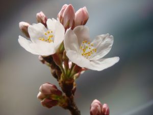 ちばこども発達センターご契約の皆様へ