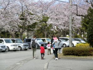 桜の散歩