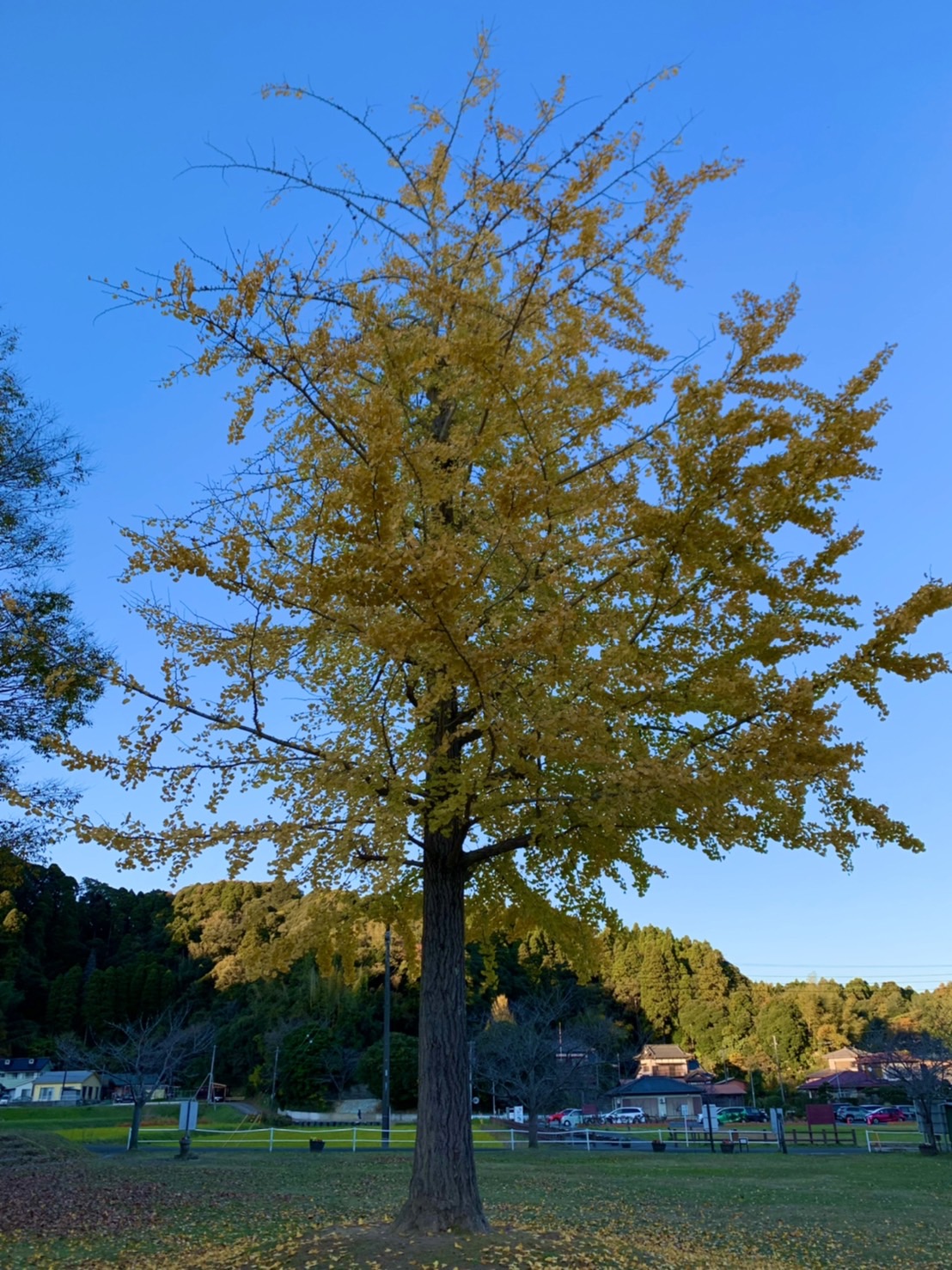 もりのみお散歩日和🍂