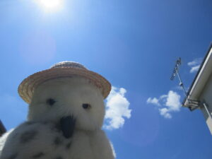 わっしょい！サマー！！2023㏌もりのみ