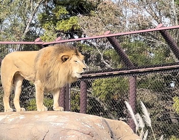 さくら組親子遠足🍁　～千葉市動物公園～