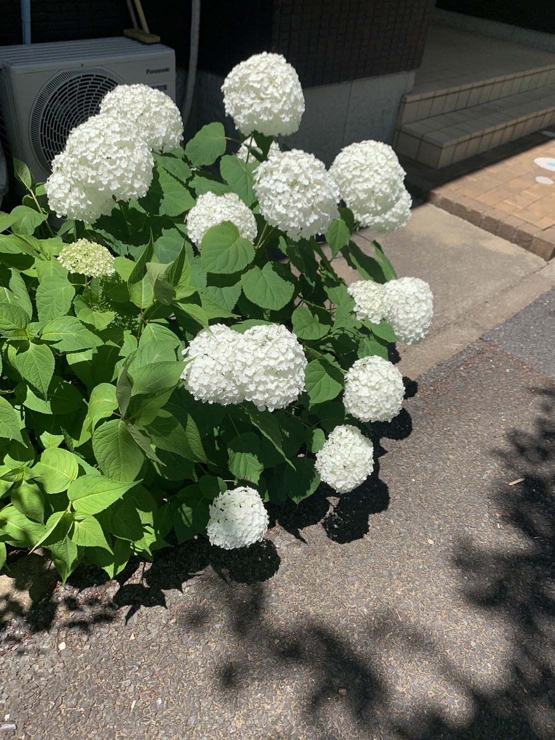 お出かけ